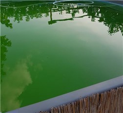 Gefährlich pool wasser grün Schockchlorung bei